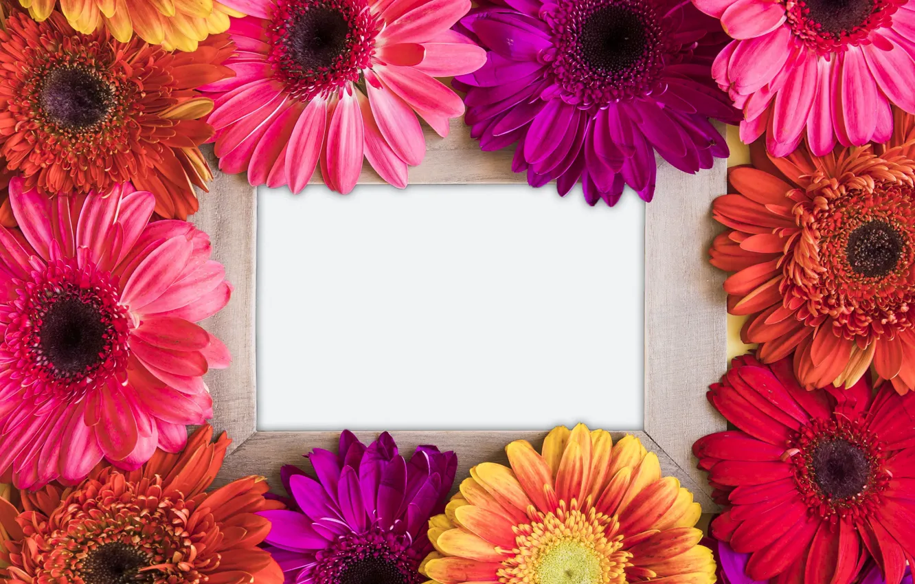 Photo wallpaper flowers, spring, frame, colorful, chrysanthemum, flowers, spring, bright