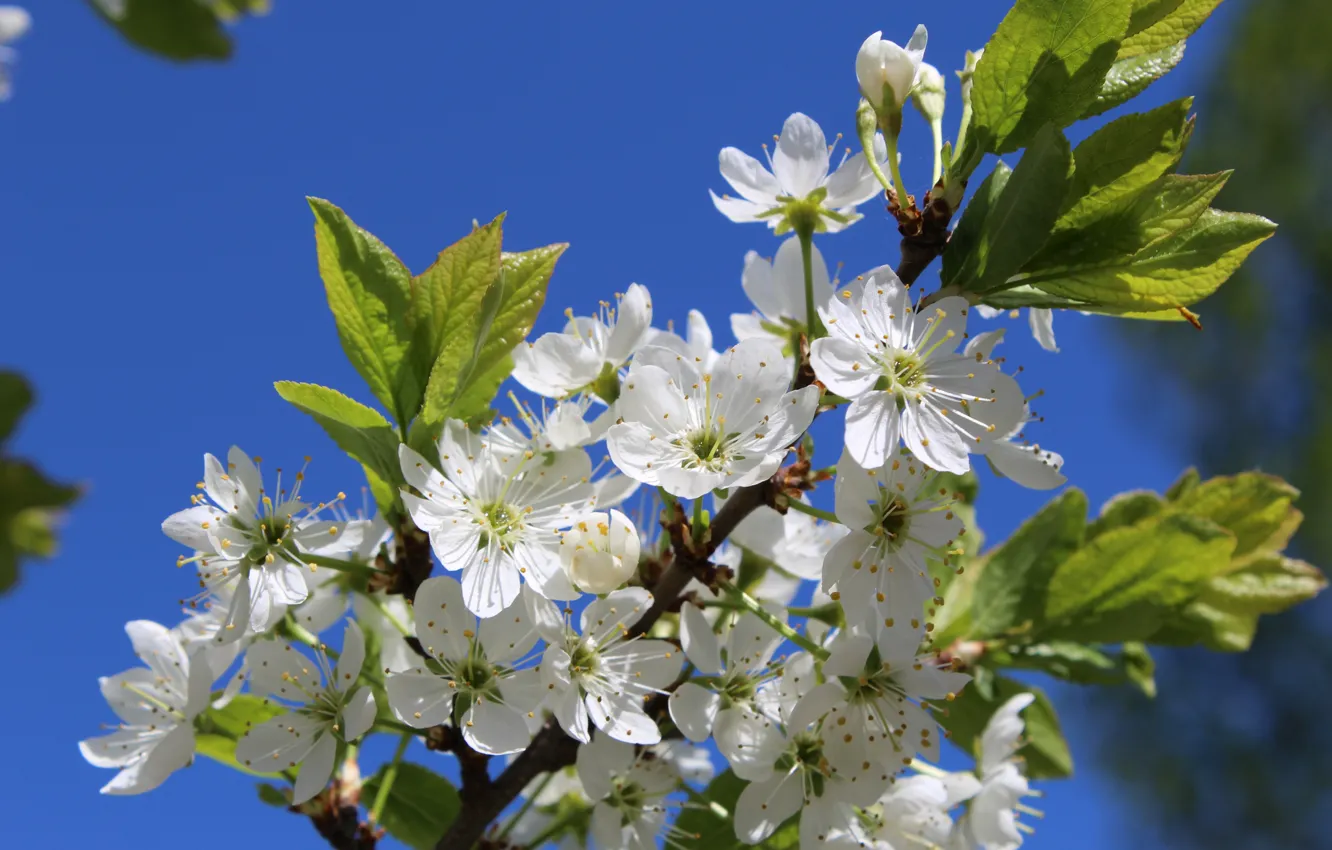 Photo wallpaper flowers, cherry, Spring, may, cherry blossoms