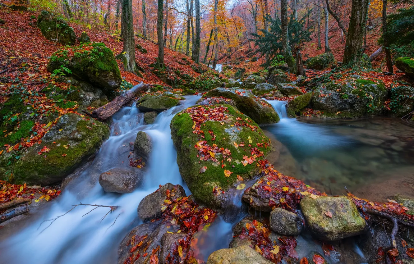 Photo wallpaper autumn, forest, leaves, trees, stones, Russia, Crimea, streams, the gorge haphal, Haphal reserve