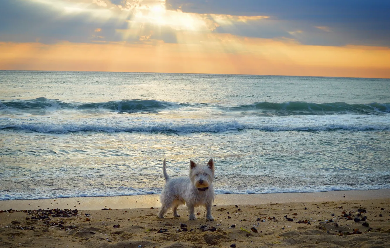 Photo wallpaper Sea, Dog, Dog, Sea, The West highland white Terrier