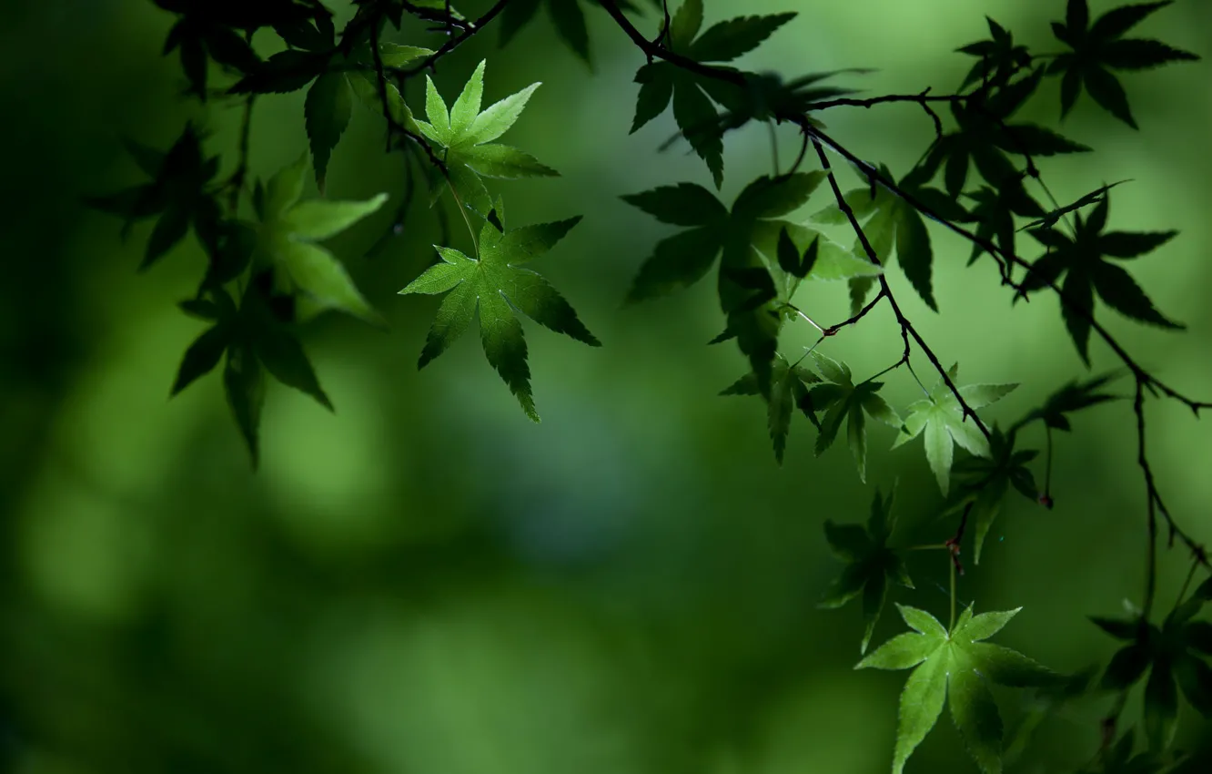 Photo wallpaper greens, leaves, green, stillness