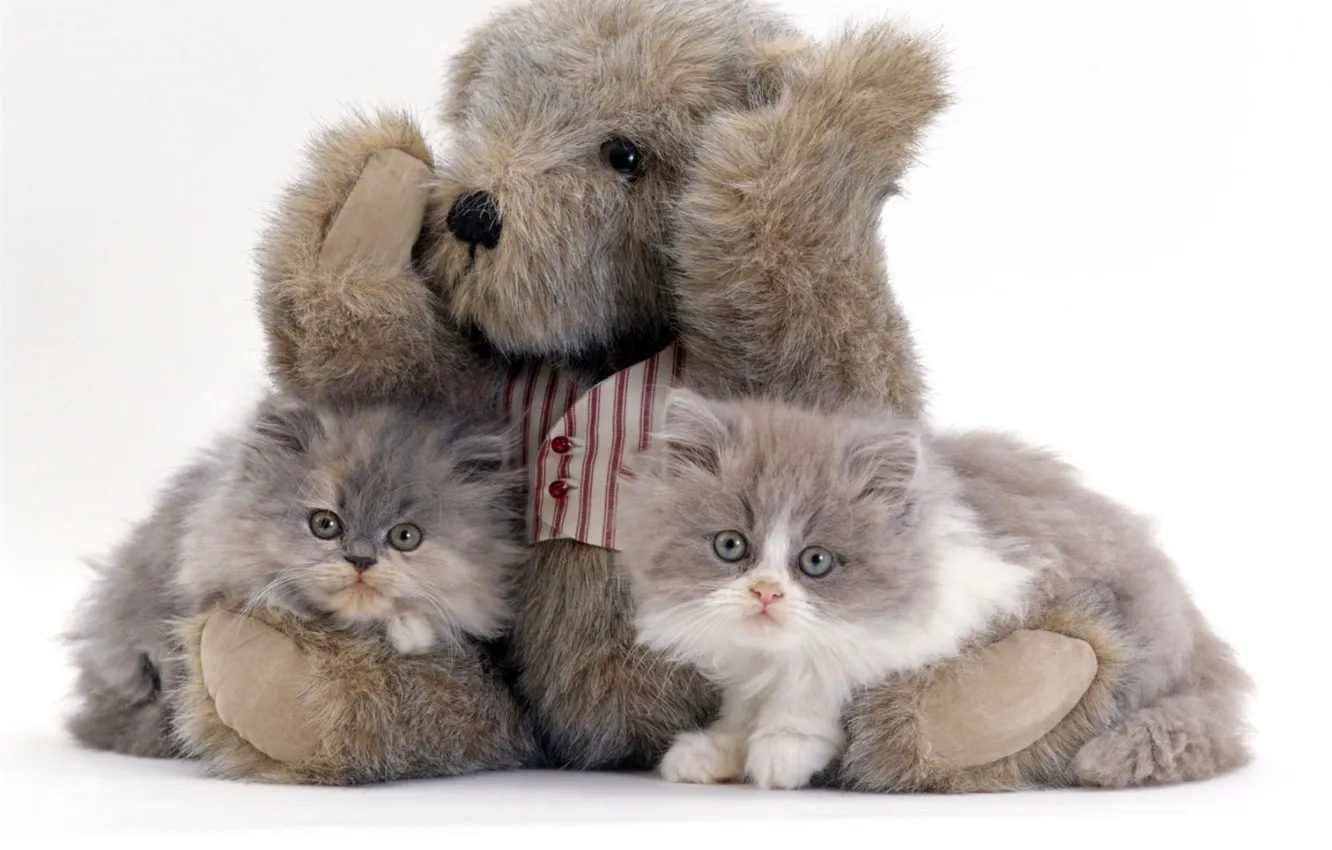 Kitten_bear