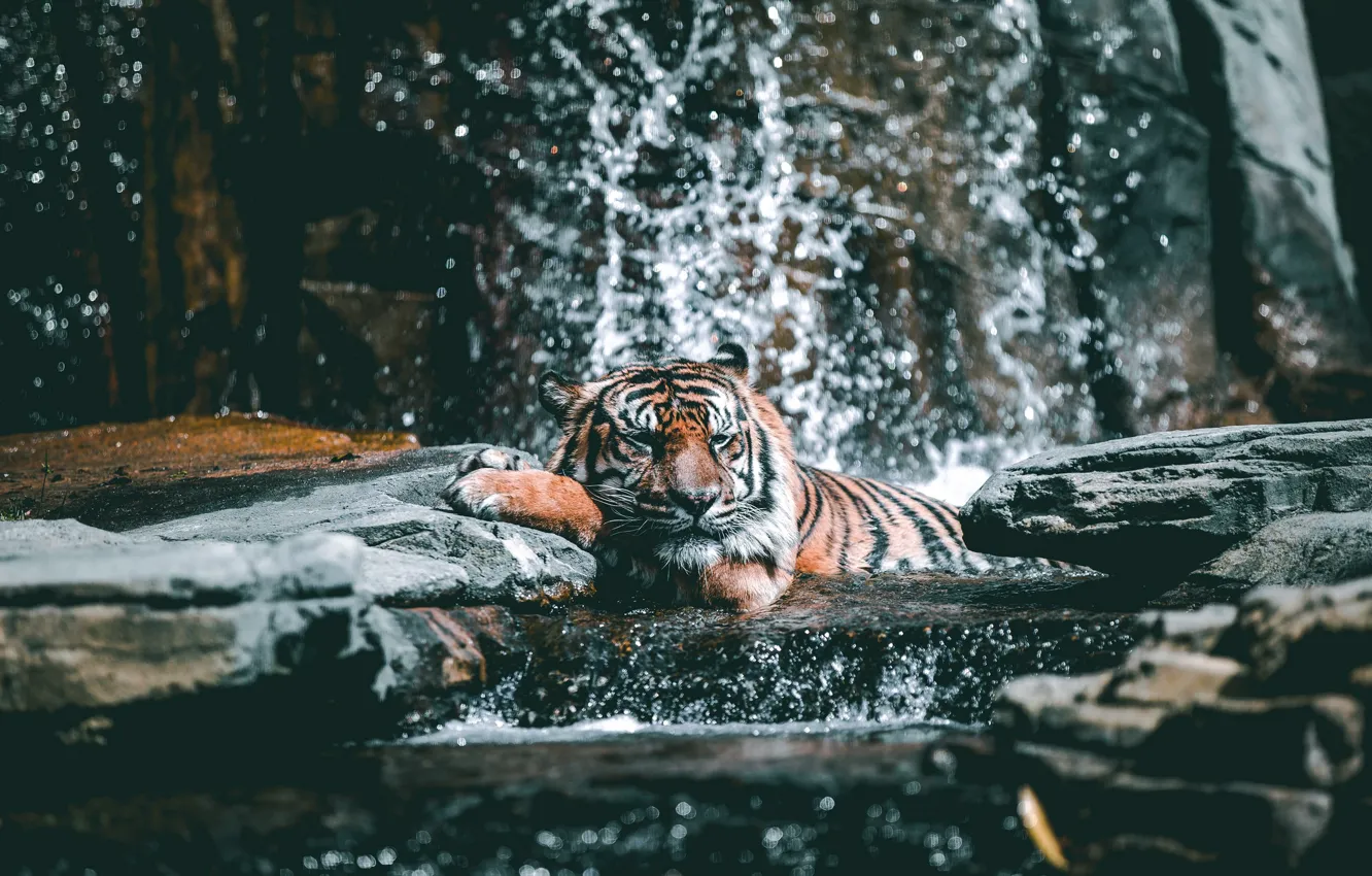 Photo wallpaper Tiger, Relax, Water, Cat, Stones, Drops