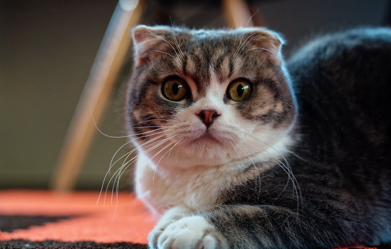 Photo wallpaper cat, look, muzzle, Scottish fold, Scottish fold cat