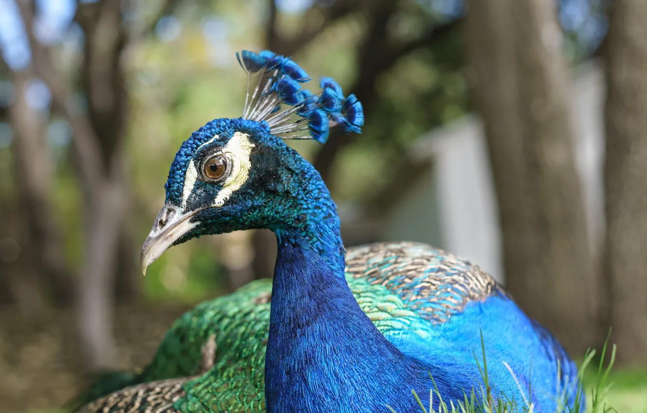 Photo wallpaper bird, color, feathers, peacock, color
