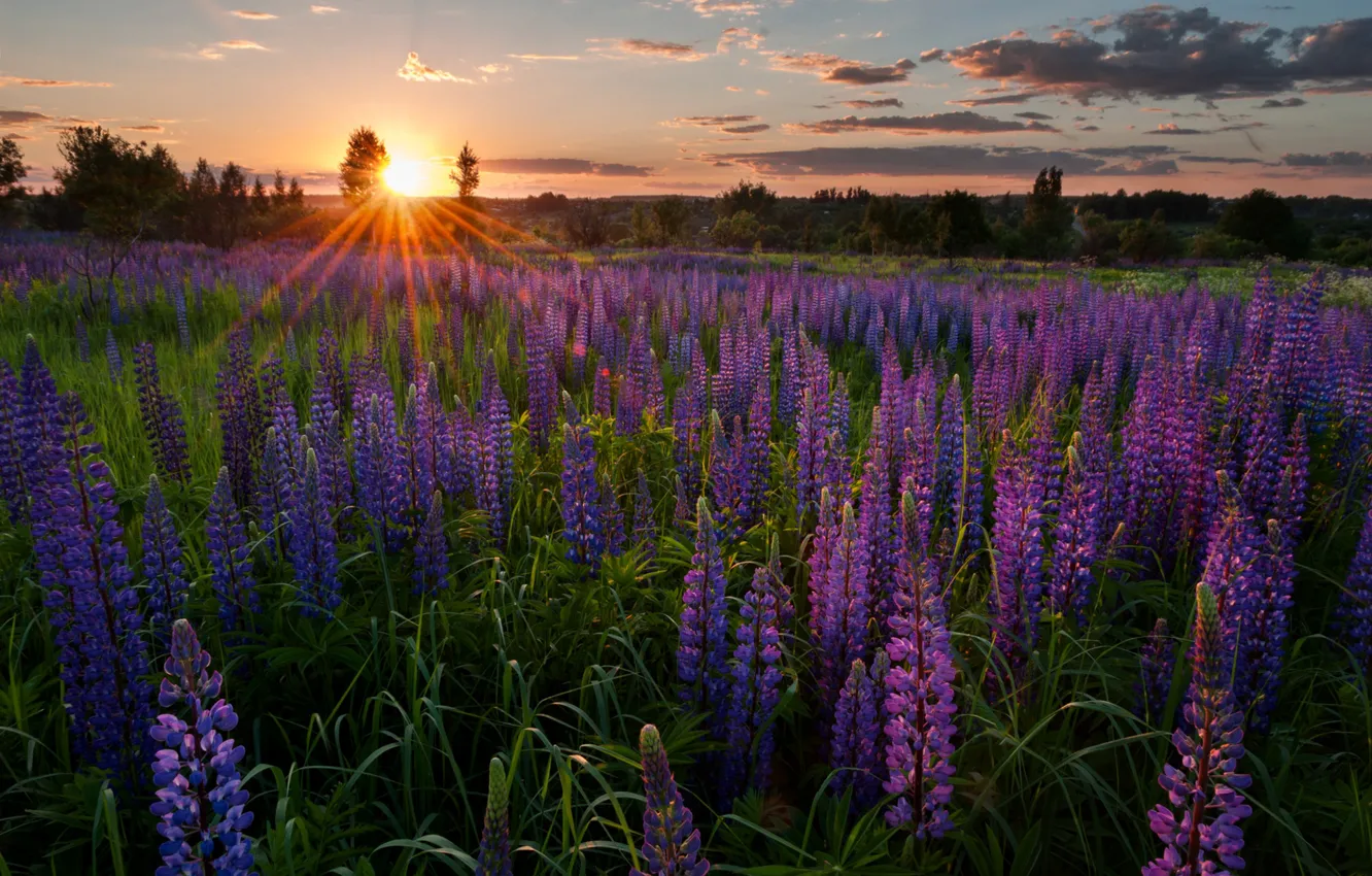Photo wallpaper sunset, flowers, meadow, Russia, lupins