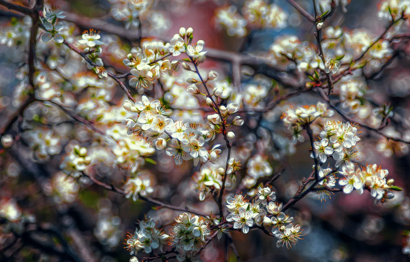 Photo wallpaper branches, spring, flowering, spring blossom