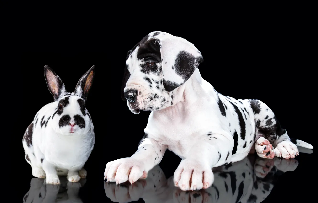 Photo wallpaper portrait, dog, rabbit, puppy, black background, spotted, Great Dane, Natalia Lays