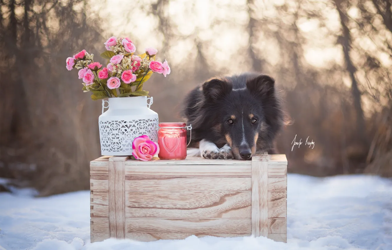Photo wallpaper winter, flowers, dog