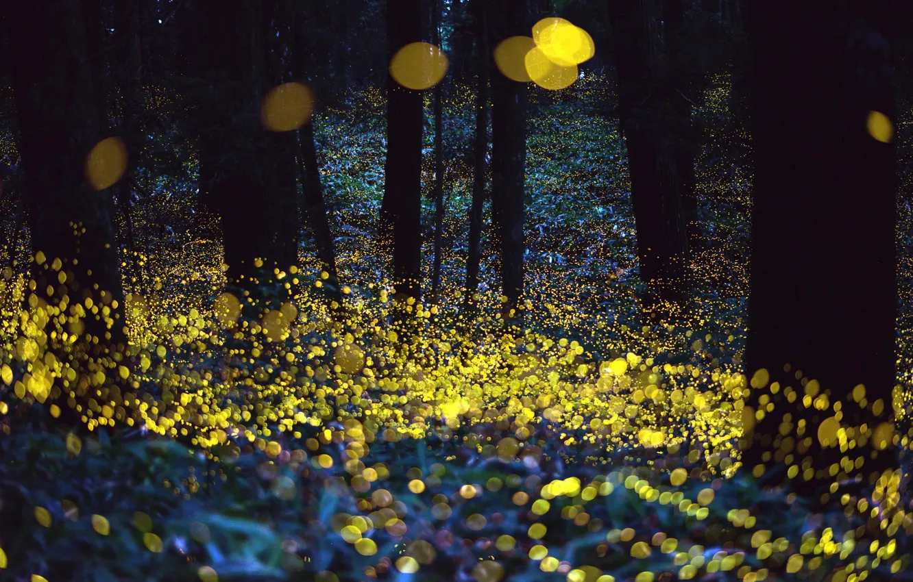 Wallpaper forest, night, fireflies, the evening, bokeh images for ...