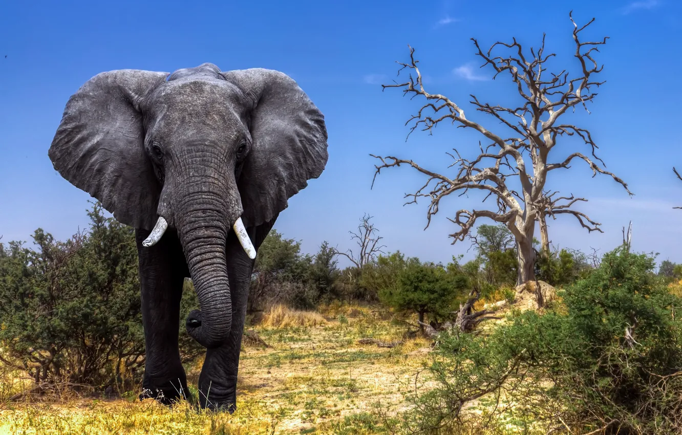 Wallpaper Africa, Elephant, Safari, Botswana, The Okavango Delta images for  desktop, section животные - download
