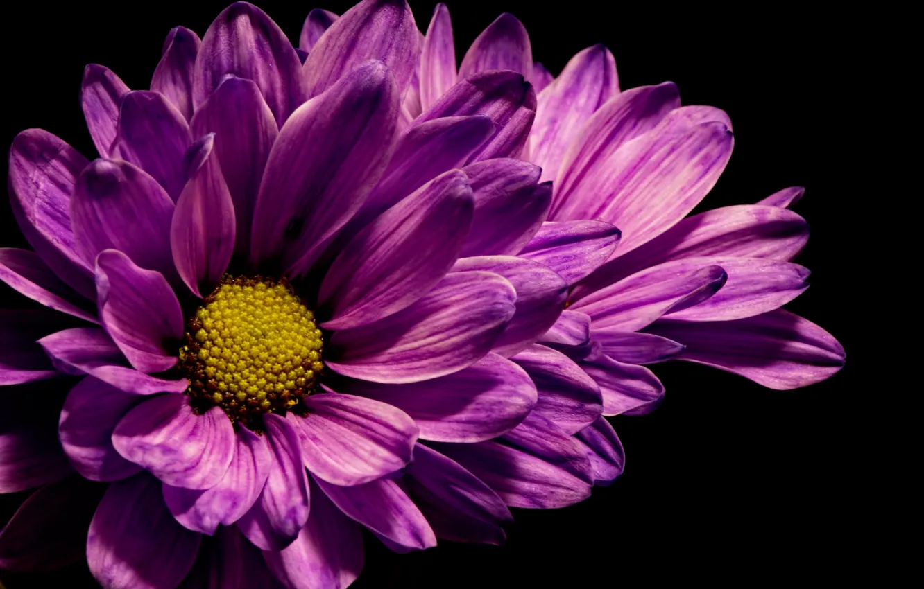 Wallpaper flower, nature, background images for desktop, section цветы ...