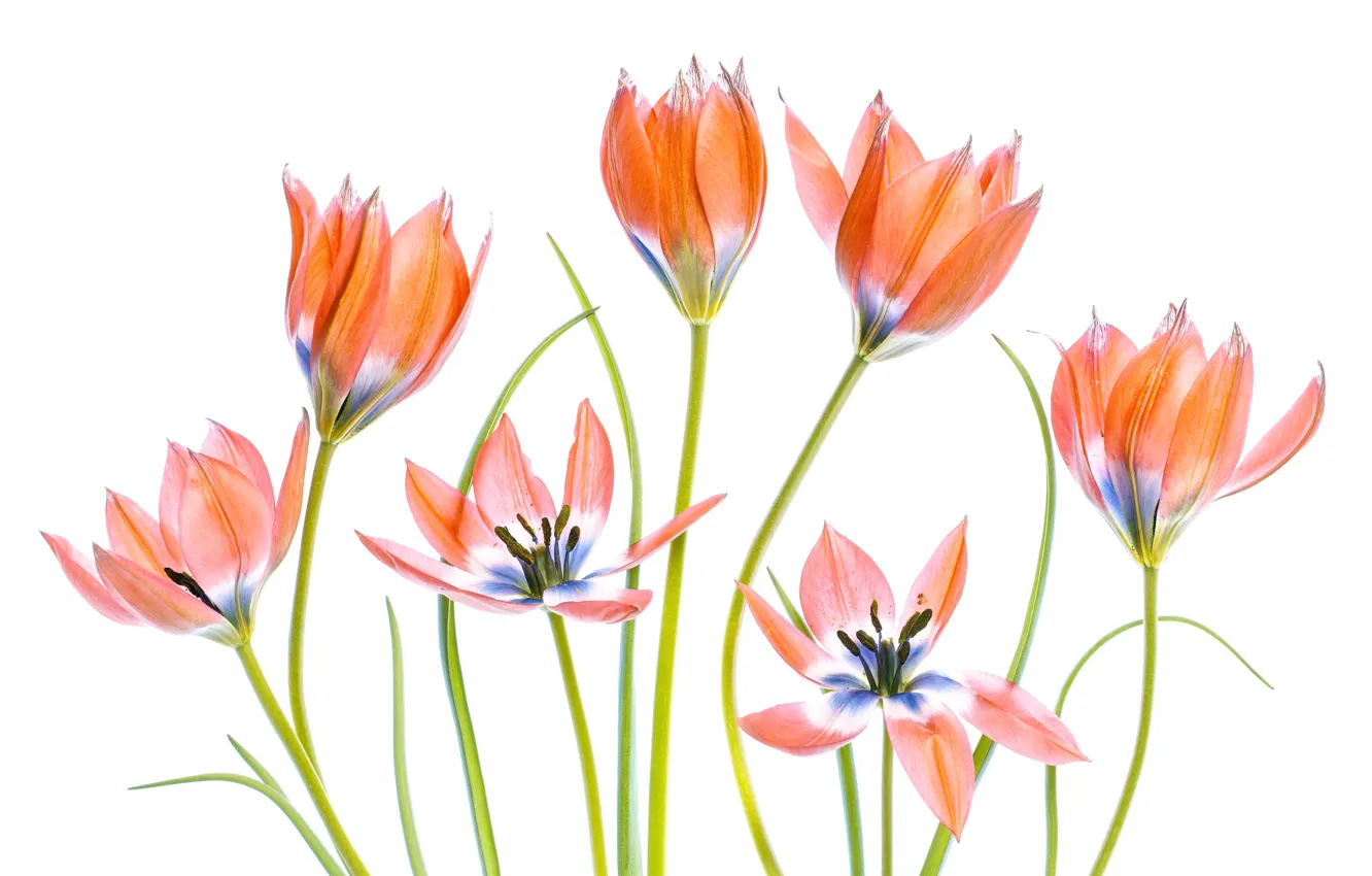 Photo wallpaper background, stems, tulips, Apricot Tulips