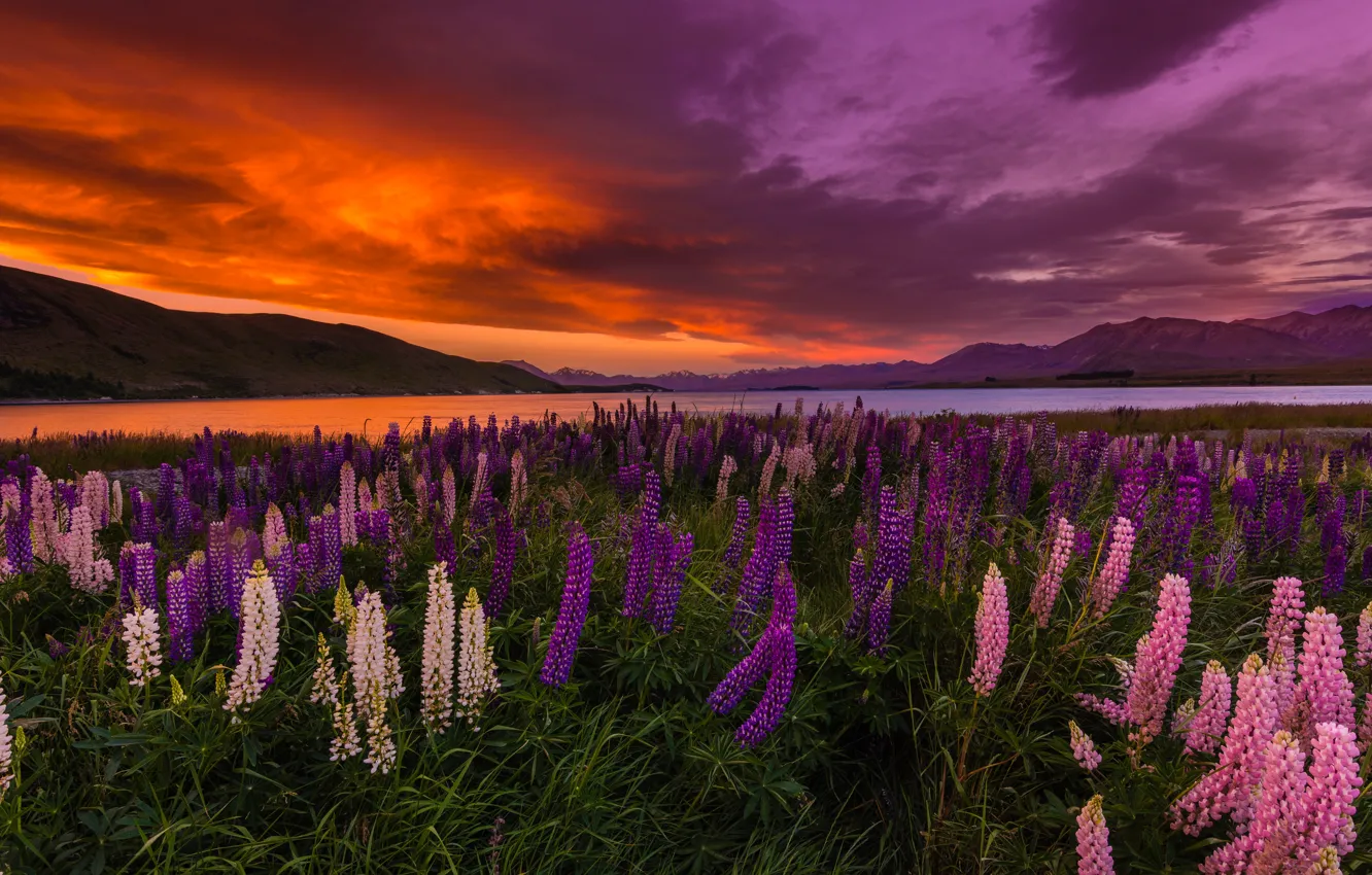 Wallpaper sunset, flowers, lake, New Zealand, Lake Tekapo, lupins images  for desktop, section пейзажи - download