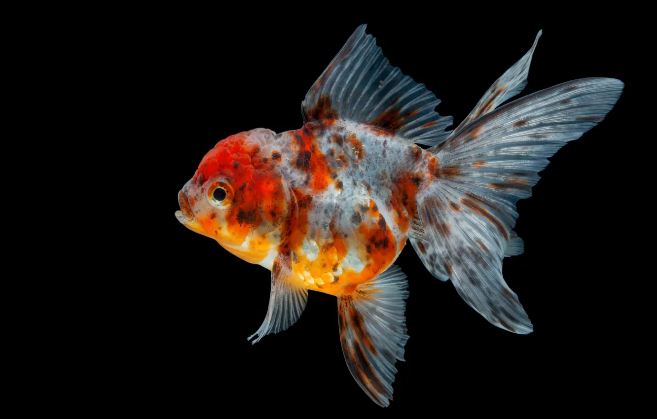 Wallpaper black, goldfish, fish images for desktop, section животные -  download