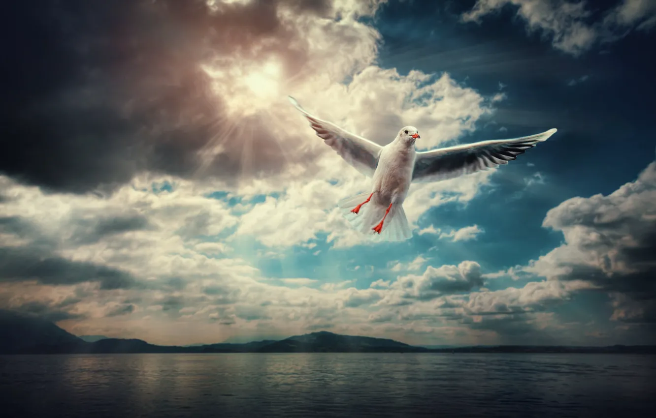 Photo wallpaper clouds, Seagull, flight, into the blue