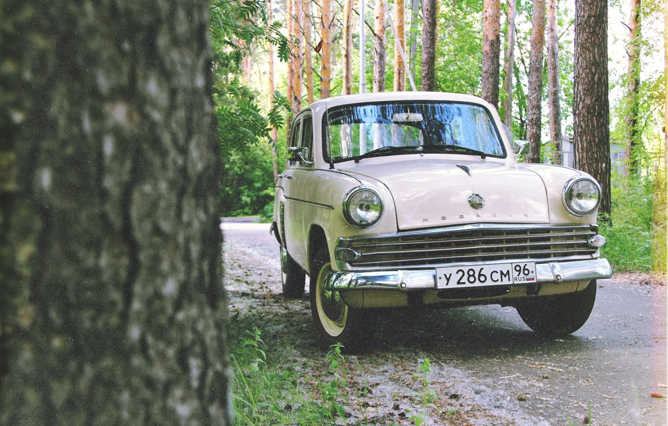 Photo wallpaper greens, forest, nature, retro, film, car, Muscovite, old school, nursery, 403, old car, mzma