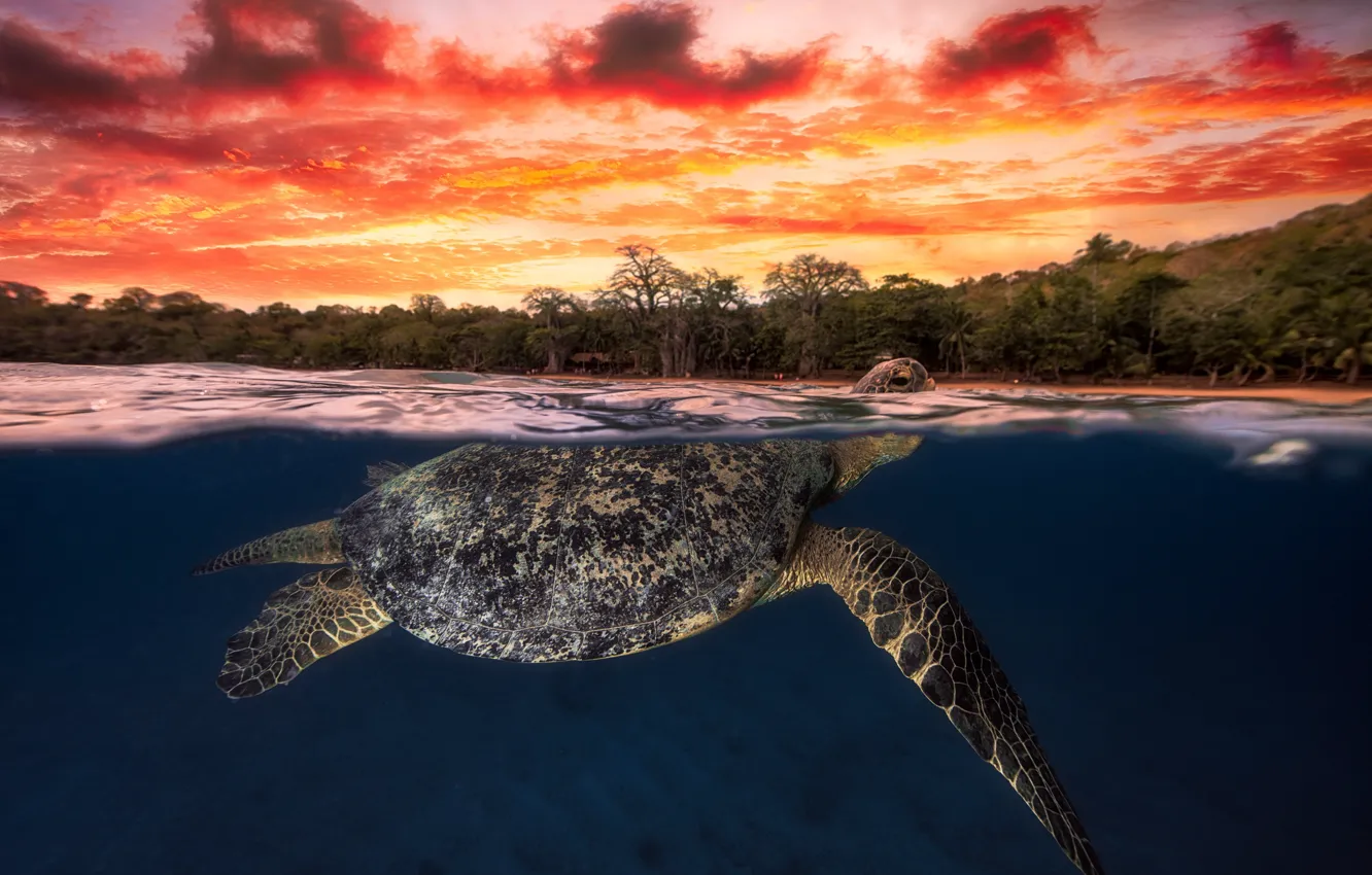 Photo wallpaper sea, the sky, water, clouds, sunset, the ocean, turtle, the evening, under water, over the …