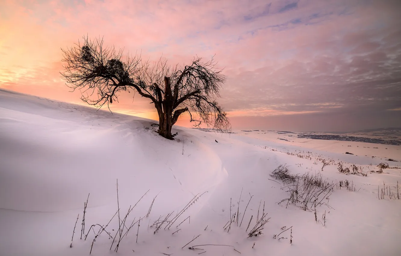 Photo wallpaper winter, snow, sunset, nature, tree