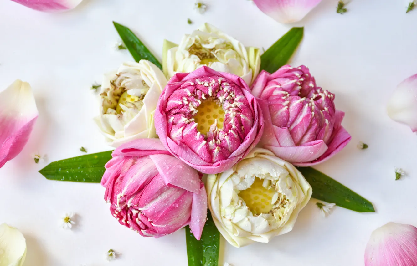 Photo wallpaper flowers, pink, petals, Lotus, buds, pink, flowers, lotus, petals