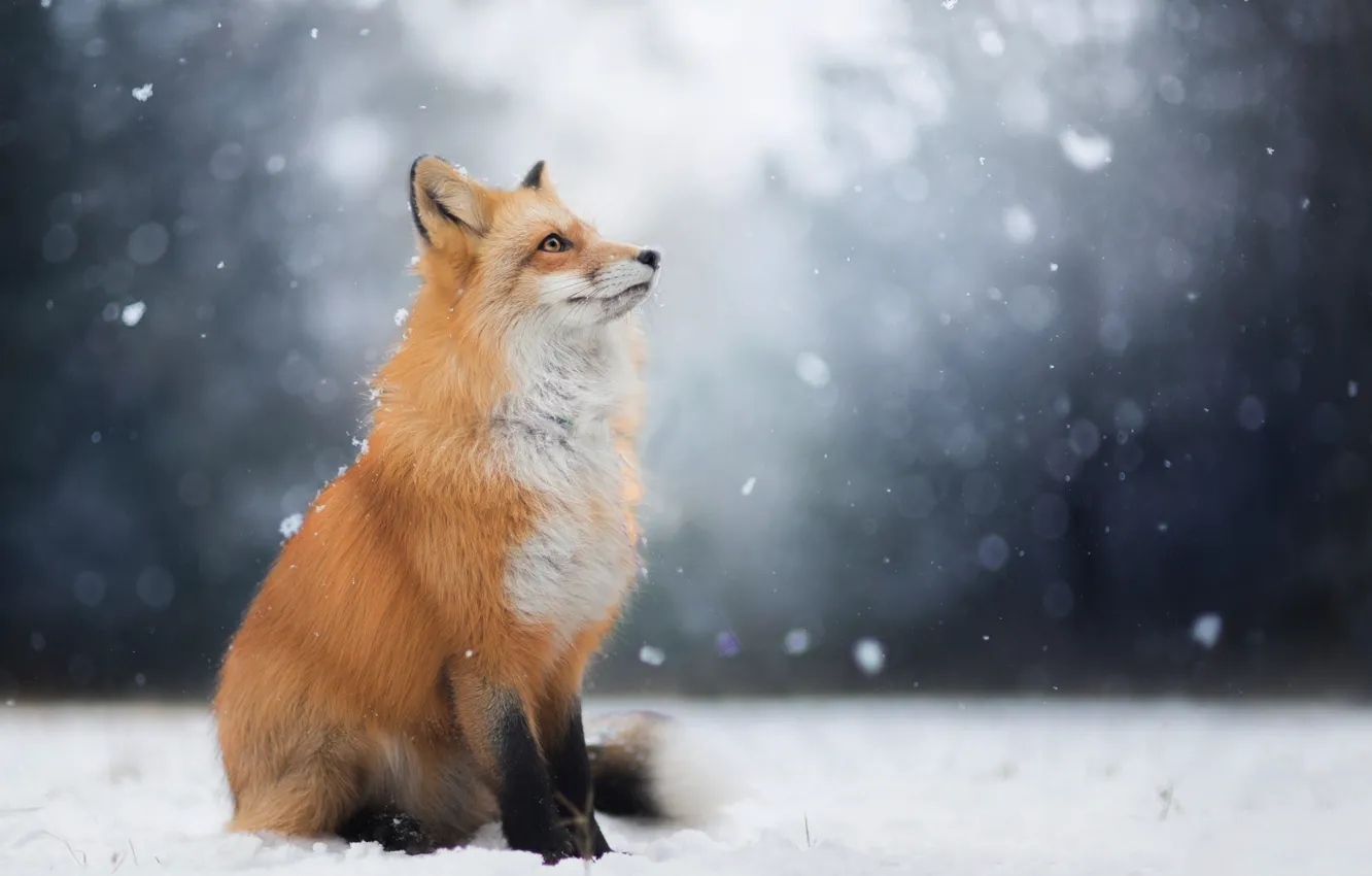Photo wallpaper winter, look, face, snow, Fox, Fox