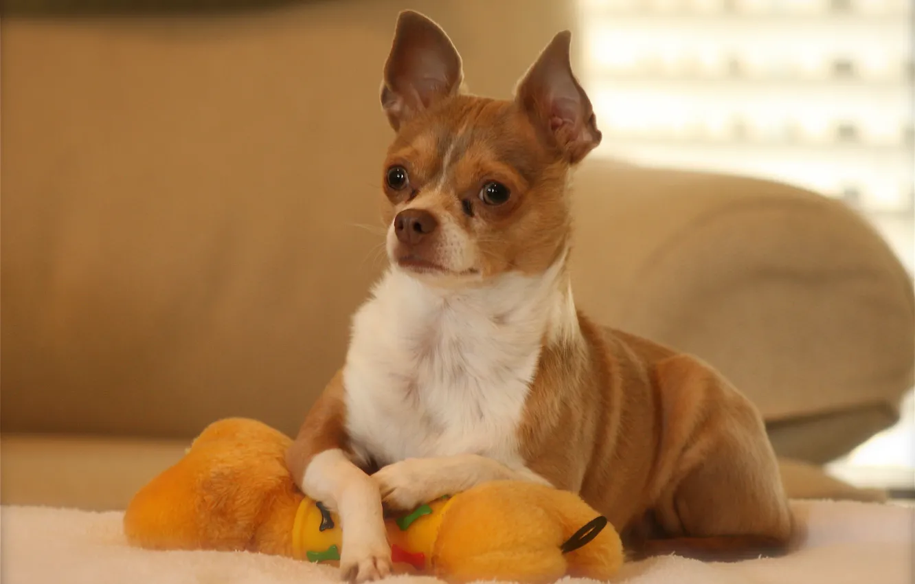 Wallpaper toy, dog, posing, Chihuahua
