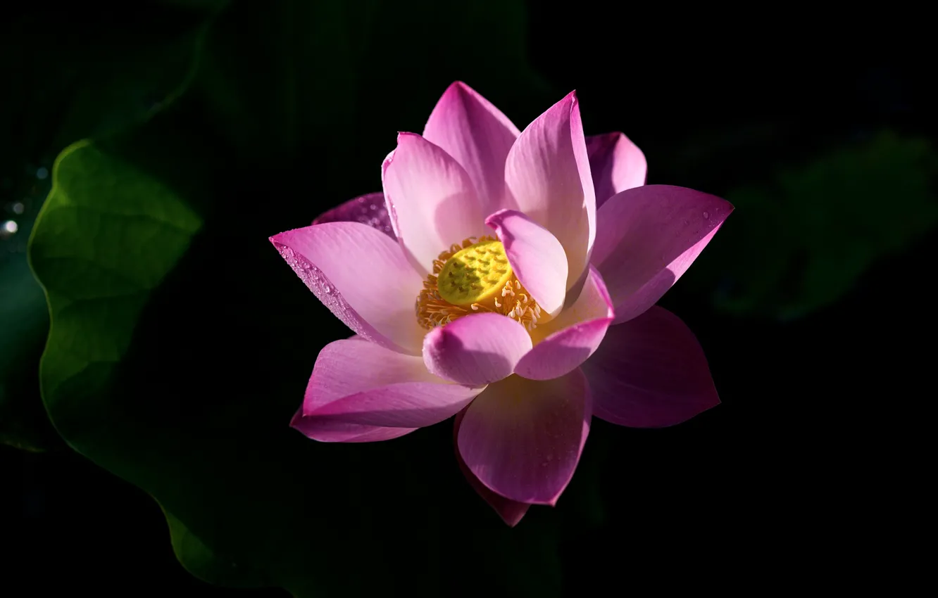 Wallpaper flower, leaves, light, flowers, bright, pink, shadow, petals,  Lotus, black background, Lotus images for desktop, section цветы - download