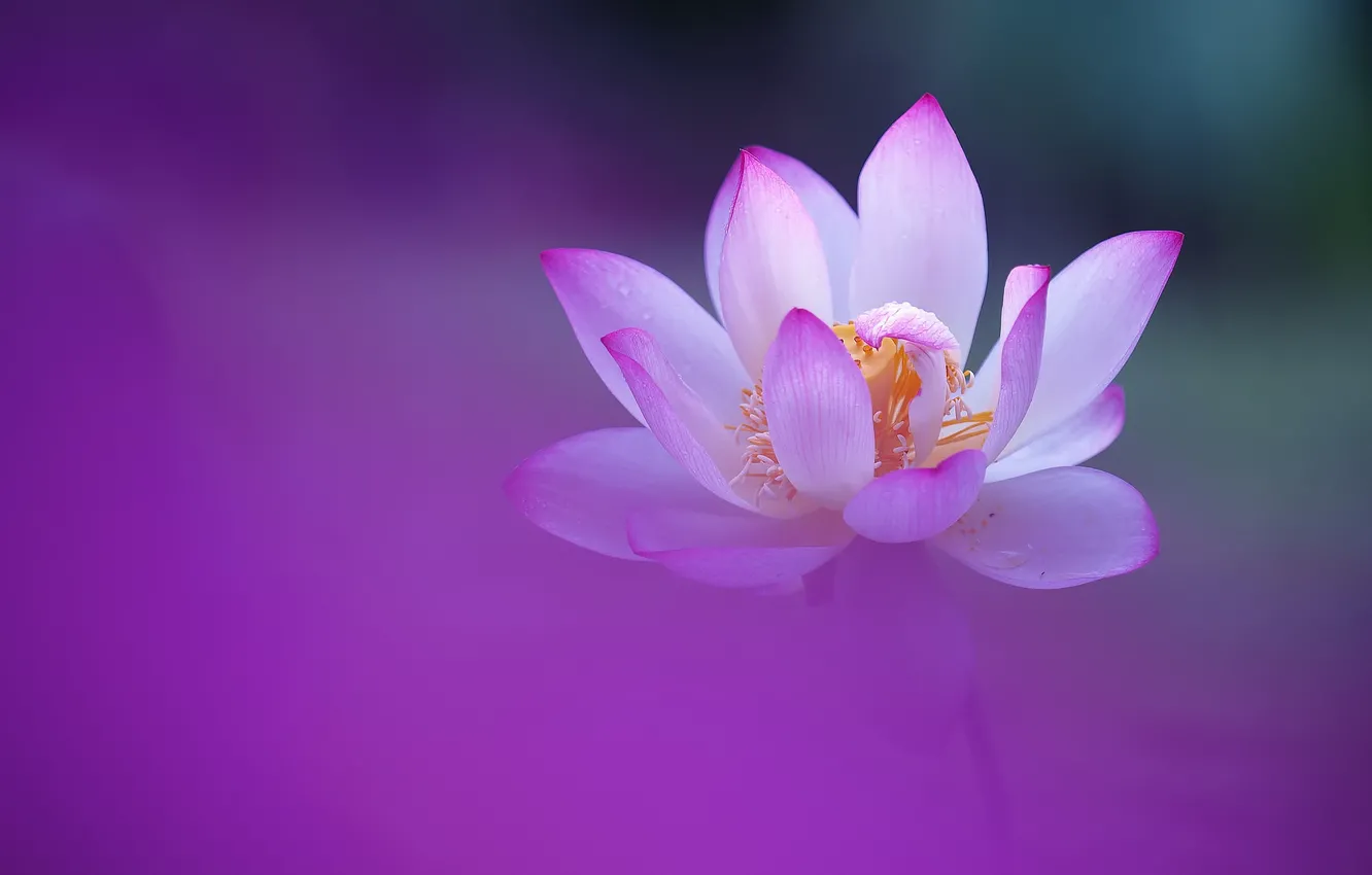 Wallpaper flower, background, petals, Lotus images for desktop, section  цветы - download