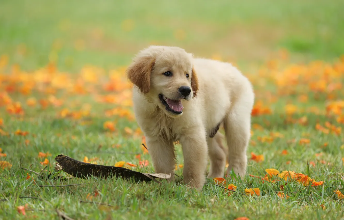 Wallpaper grass, flowers, Park, cute, puppy, golden, lawn, puppy, dog,  park, Retriever, cute, retriever images for desktop, section собаки -  download
