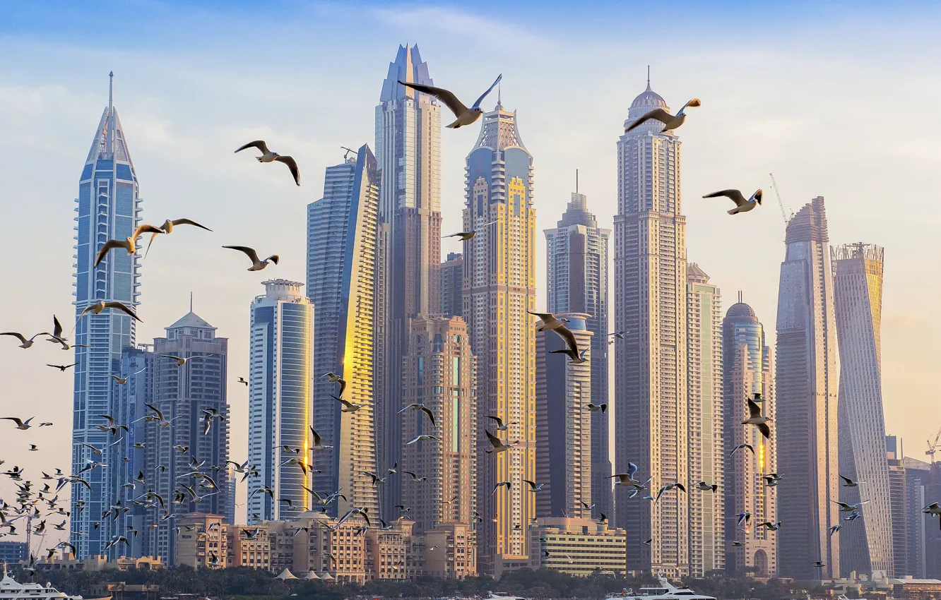 Wallpaper seagulls, home, Dubai, Palm Jumeirah images for desktop, section  город - download