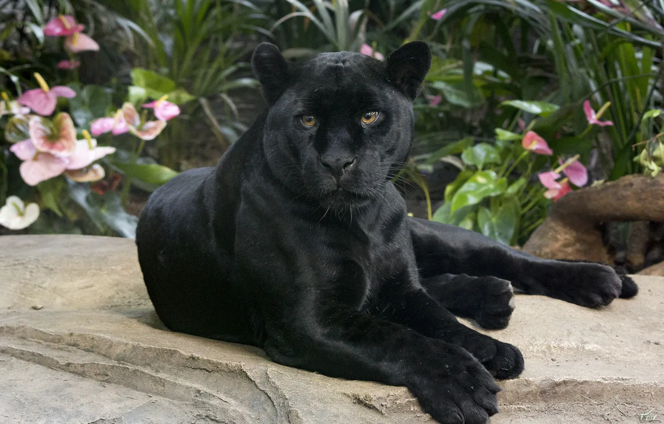Wallpaper look, Jaguar, wild cat, handsome, black Panther images for  desktop, section кошки - download