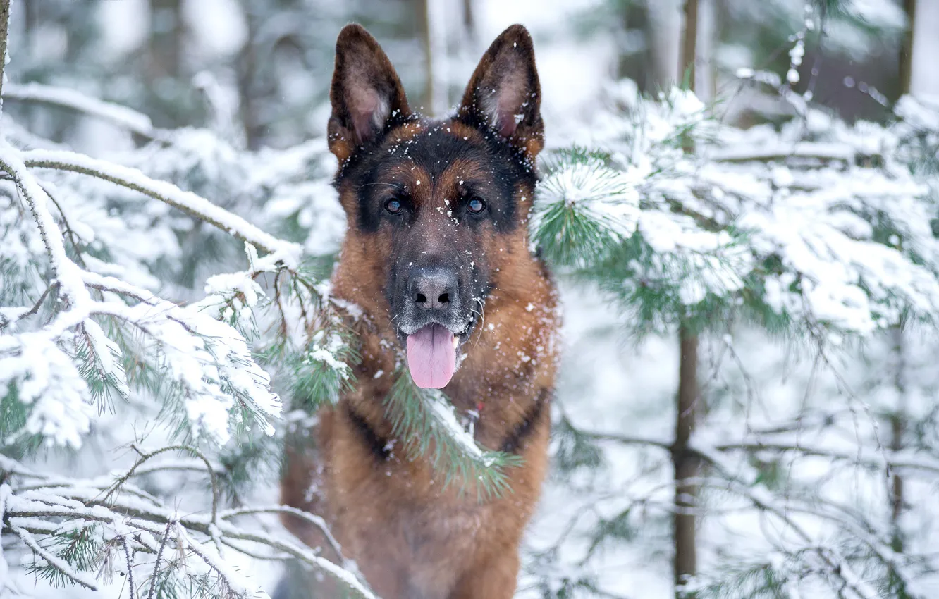Photo wallpaper winter, language, look, face, snow, branches, dog, German shepherd