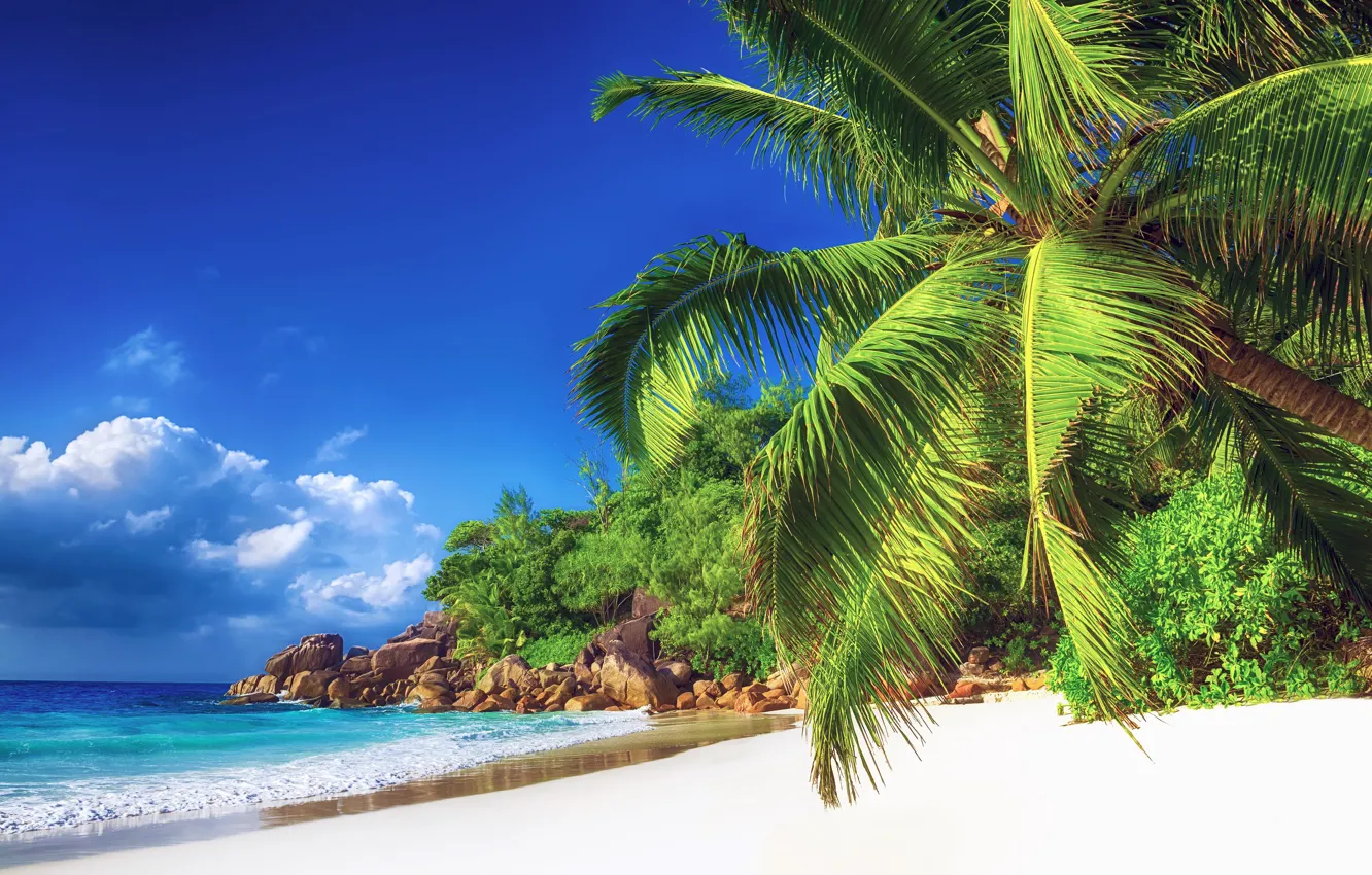 Photo wallpaper sea, beach, nature, tropics, palm trees, shore, blue sky