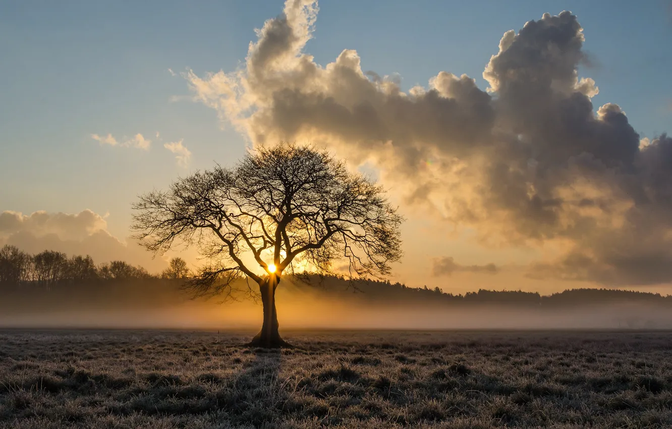 Wallpaper field, forest, the sky, the sun, clouds, fog, tree, dawn images  for desktop, section природа - download