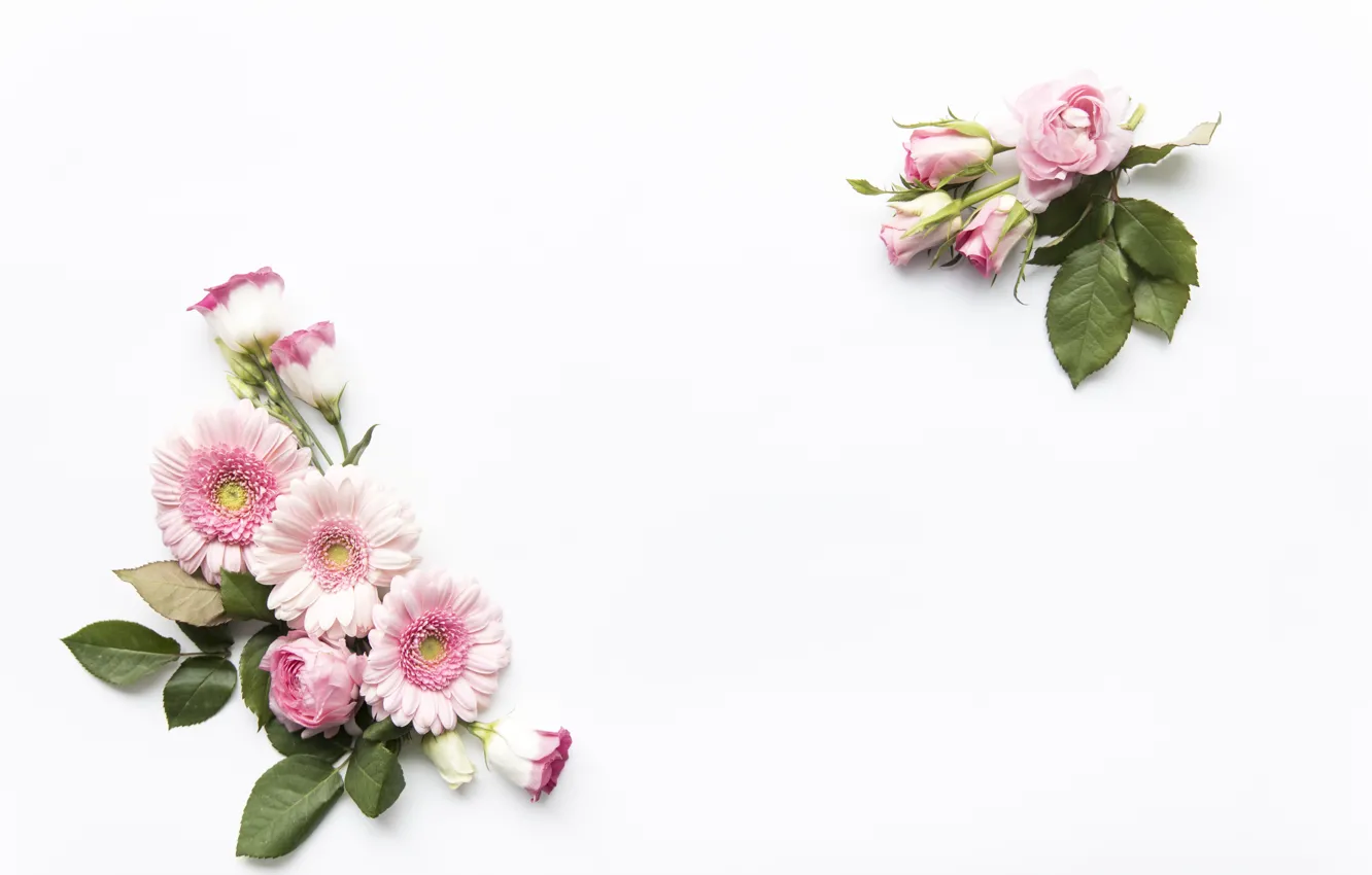 Wallpaper flowers, Pink, white background, flower, Rose, leaves, Decor  images for desktop, section цветы - download