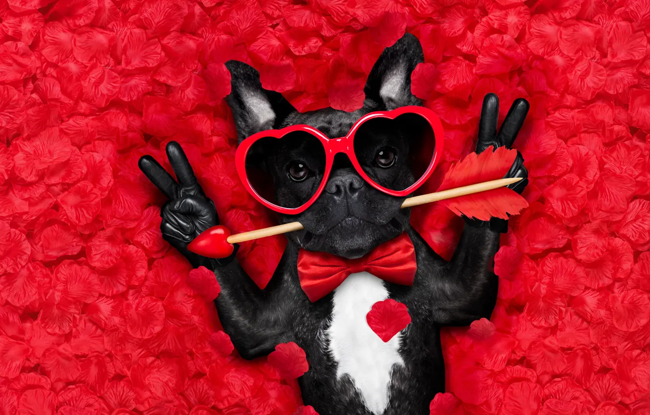 Wallpaper dog, petals, love, rose, dog, romantic, hearts, funny, valentine,  petals images for desktop, section собаки - download