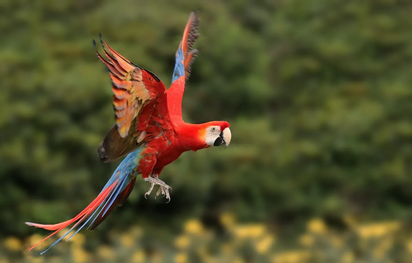 Photo wallpaper flight, bird, wings, parrot, Ara