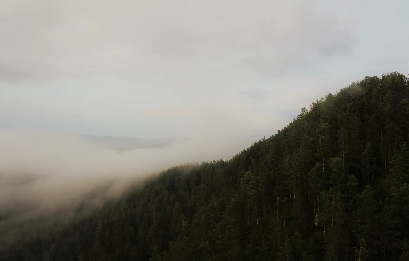 Photo wallpaper forest, clouds, trees, mountains, fog, morning, dampness