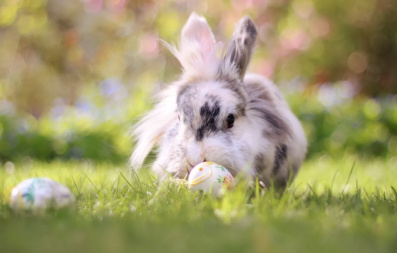 Photo wallpaper grass, nature, animal, eggs, rabbit, Easter, bokeh