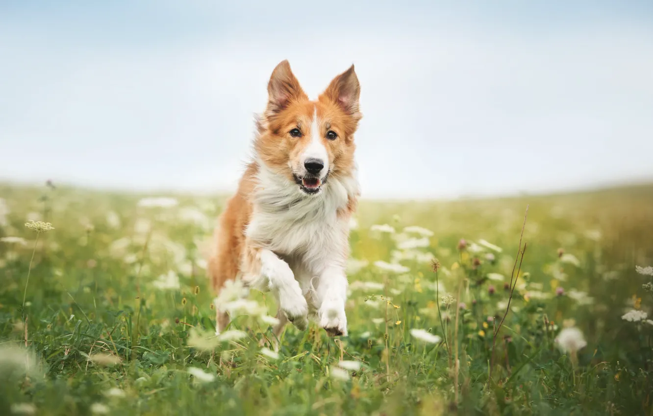 Photo wallpaper Grass, Running, Dogs, Animals, The Border Collie