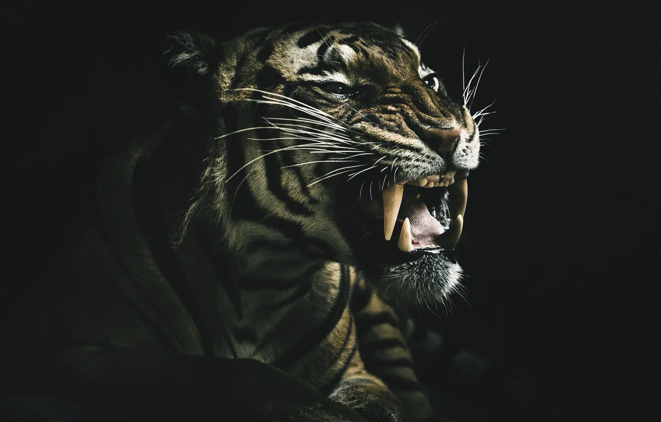 Wallpaper tiger, background, beast images for desktop, section кошки -  download