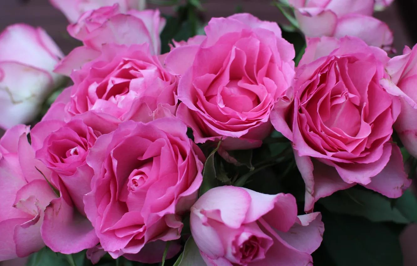 Photo wallpaper roses, bouquet, pink, flower, pink, roses