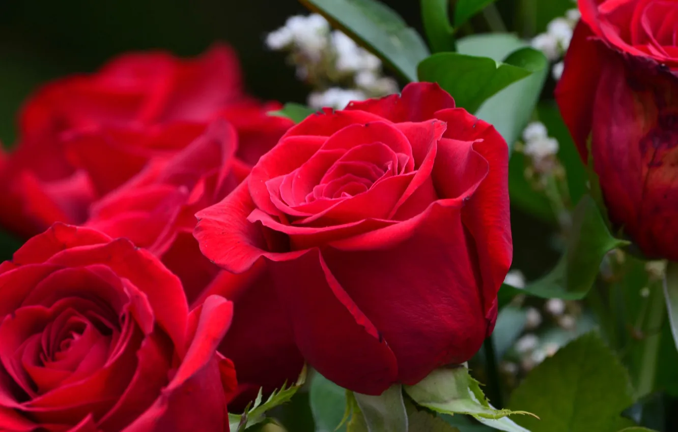 Wallpaper macro, roses, buds, red roses images for desktop, section цветы -  download