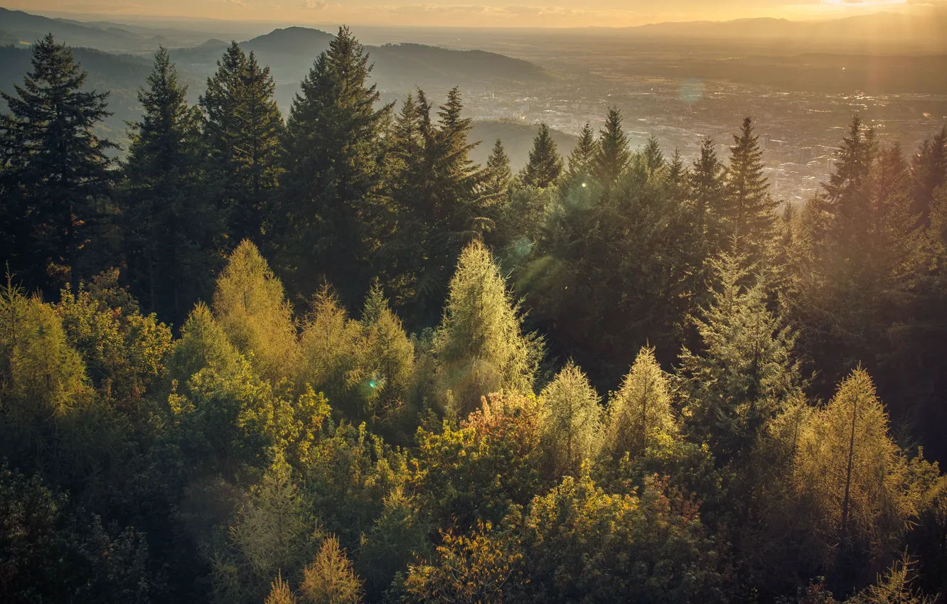 Wallpaper forest, Black forest sunset, Sunset in the black forest images  for desktop, section природа - download