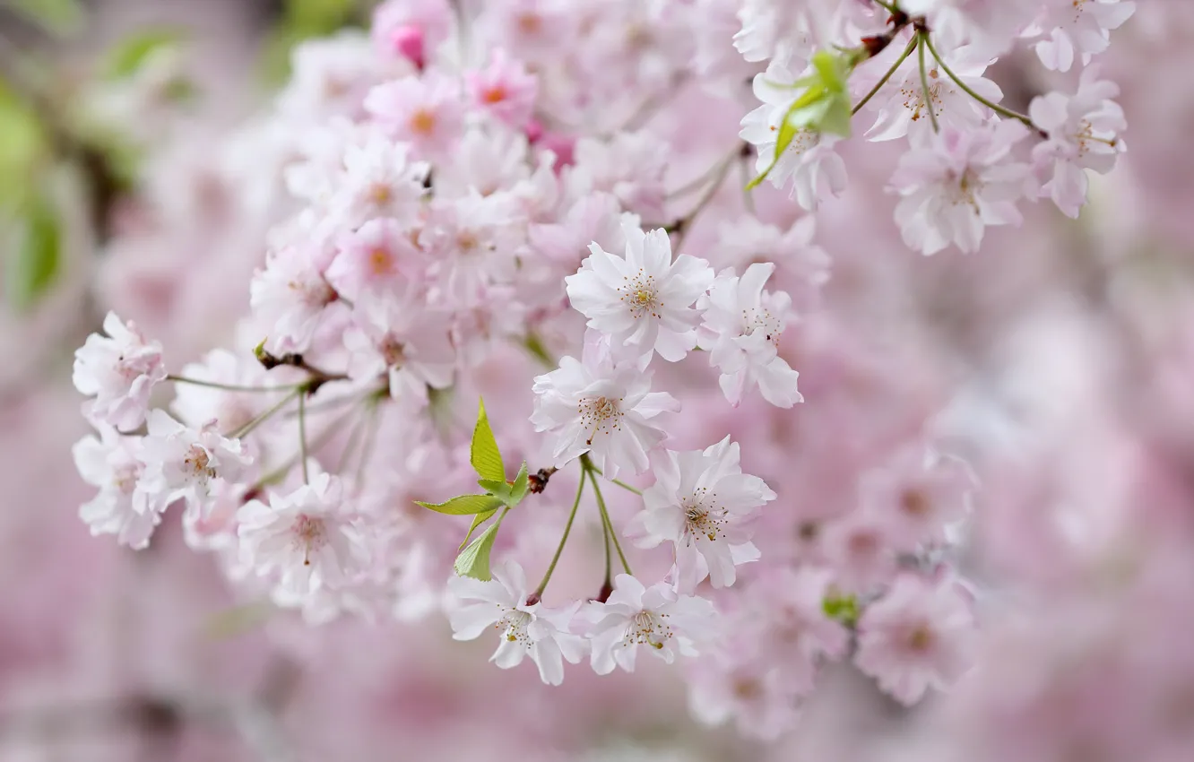 Photo wallpaper branches, cherry, spring, Sakura, flowering, flowers, bokeh