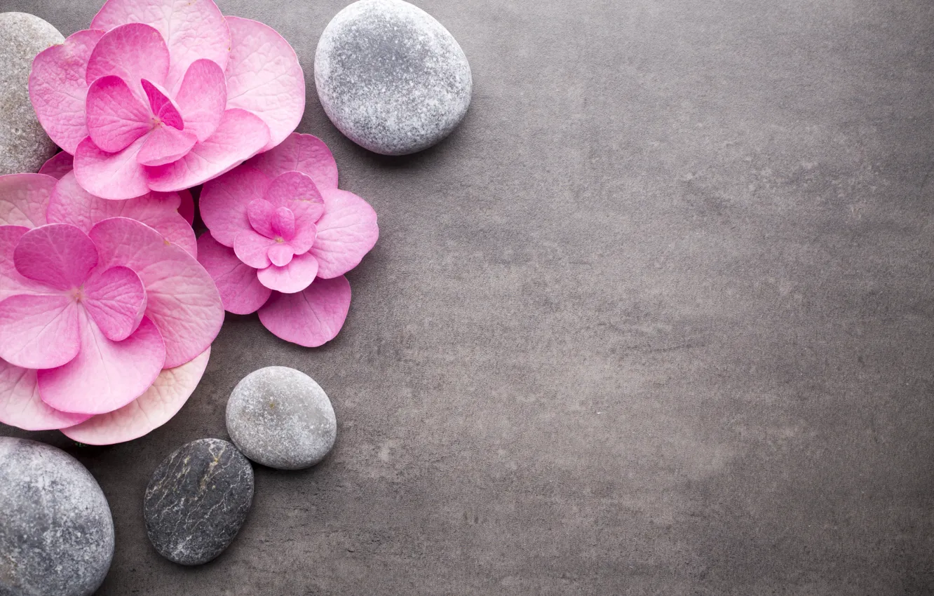 Photo wallpaper flowers, stones, pink, pink, flowers, stones, spa, zen