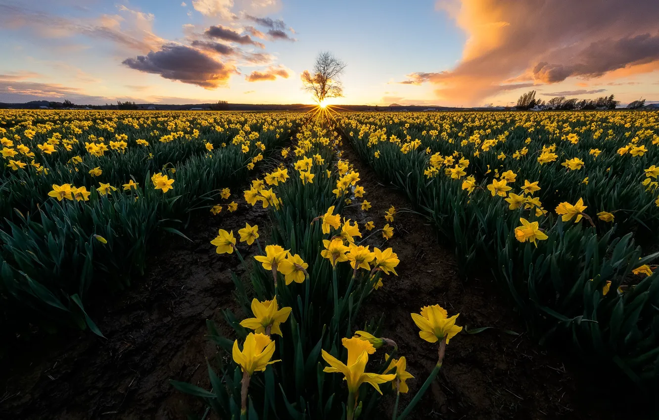 Photo wallpaper field, sunset, flowers, tree, yellow, daffodils, Washington, Washington State, Skagit Valley, Skagit Valley