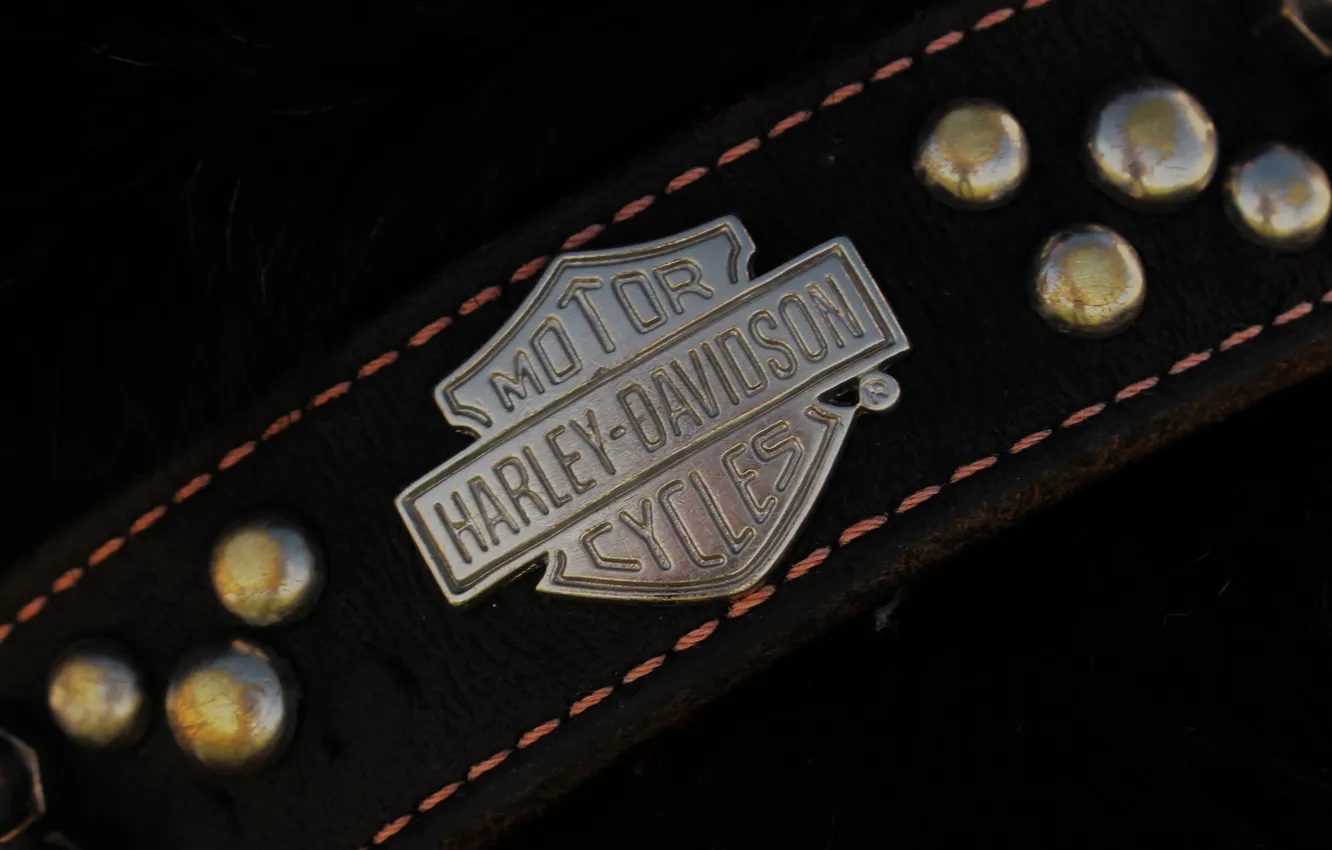 Photo wallpaper stylish, Moto, dog, collar, Harley-Davidson