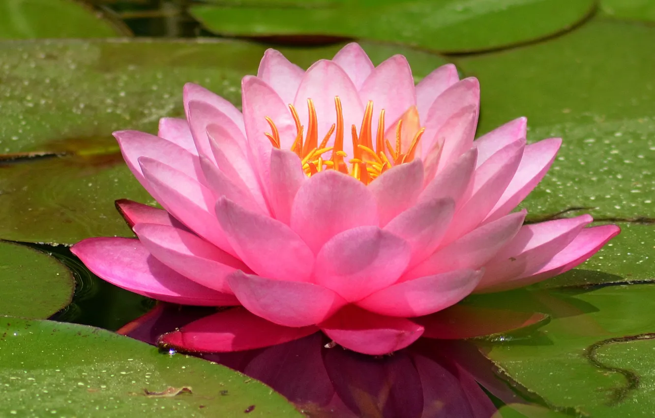 Wallpaper Water lily, Water Lily, Pink lily images for desktop, section  цветы - download