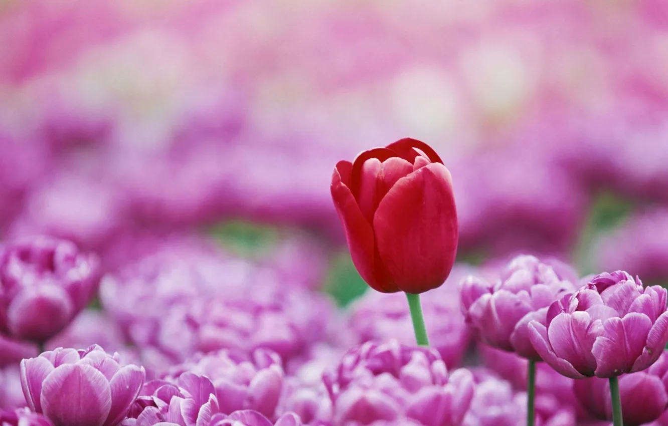 Photo wallpaper colorful, red, flower, photography, pink, macro, color, Tulip, tulipanes